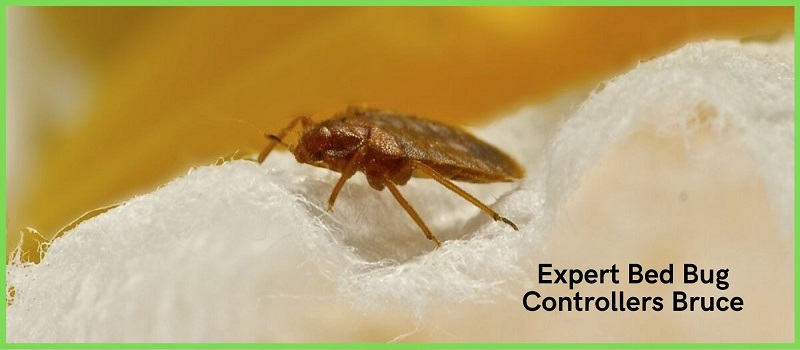 Expert Bed Bug Controllers Bruce