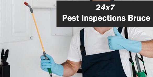 24-7 Pest Inspections Bruce