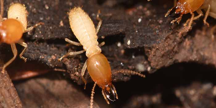 Termite Control Bruce