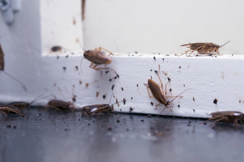 cockroach control treatment